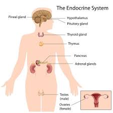 Location Of Endocrine Organs Endocrine Disease Endocrine System Adrenal Fatigue Treatment