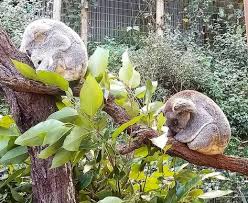 Made Some New Friends Cairns Kuranda Kurandarainforest Rainforest Australia Aussie Oz Travelling Backpacking Nature Koala Koala New Friends Cutie