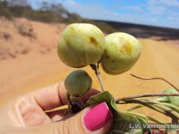Image result for Bulbostylis filamentosa