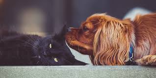 Последние твиты от cats and dogs (@catsanddogsuk). Introducing And Managing Cats And Dogs International Cat Care