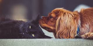 Our feline friends can become stressed when touched. Introducing And Managing Cats And Dogs International Cat Care