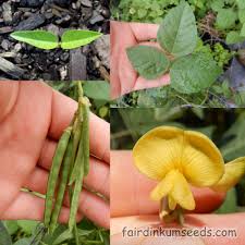 Image result for Vigna