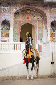Marwari Horses Of India Part 1 Marwari Horses Indian Horses Horse Breeds