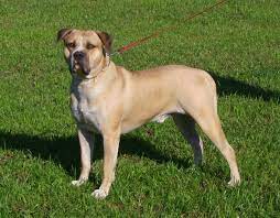 The original real american bulldog. American Bulldog Wikipedia