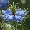 Research has shown black cumin seed oil to be particularly effective. 1