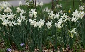 Photo Of The Entire Plant Of Triandrus Daffodil Narcissus Thalia Posted By Dirtdorphins Garden Org