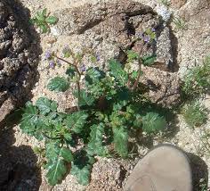 Image result for Ficalhoa