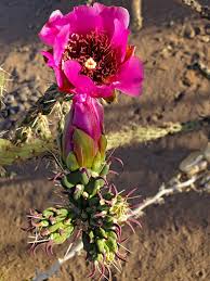 Image result for Opuntia imbricata