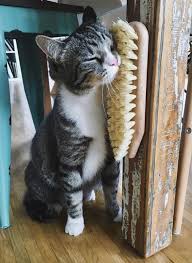 Diy Cat Self Grooming Station Cat Playground Cat Room Cat Care