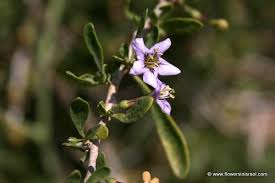 Image result for Lycium mascarenense
