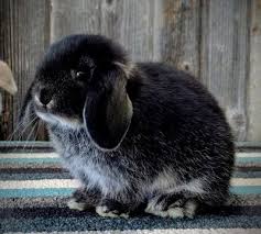 Black And White Holland Lop Rabbit Holland Lop Color Chart Holland Lop Rabbit Colors Ohio Holland Lops Rabbit Colors Cute Little Animals Holland Lop