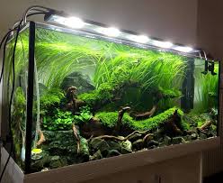 Pin On Aquascape