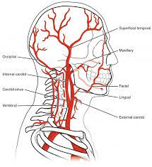 The external carotid artery supplies the areas of the head and neck external to the cranium. Neuroanatomy Blood Supply Of The Brain Online Medical Library