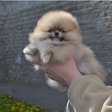 Details of sable pomeranian colors and sable color pomeranian photos. Selling Pomeranian Puppies Home Facebook