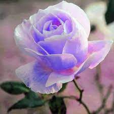 Flores para mi amor yorlanys - Home | Facebook