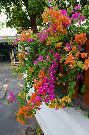 Pin On Bougainvillea