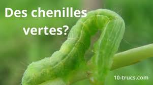 Toujours dans le but de vous aider et protéger les chiens, je résume la. Comment Se Debarrasser Des Chenilles