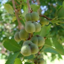 Image result for Spirostachys