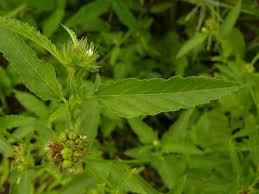 Image result for Melochia