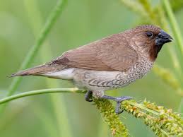 Image result for Tricalysia schliebenii