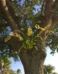 Oak Tree Orchids Orchids Flower Garden Tree