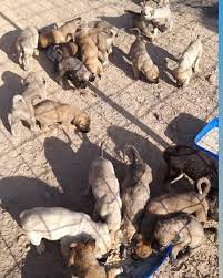 pin on puppies