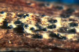 Image result for didymascella thujina