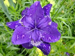 Image result for Gladiolus ecklonii