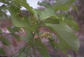 Image result for Combretum collinum