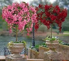 Sweeping, low branches and a familiar, falling canopy. Sorry Sold Out Rose Trees Beautiful Flowers Rose Tree