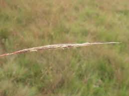 Image result for Trachypogon