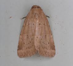 Image result for Photedes minima