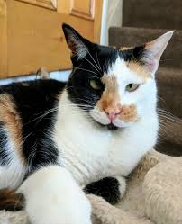 Yes, cats can get allergic reactions when they get stung by bees, wasps, yellow jackets or hornets. She Was Stung By A Bumble Bee Today And Is Not Happy With The Swollen Lip Cats