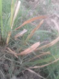 Image result for Hyparrhenia anthistirioides