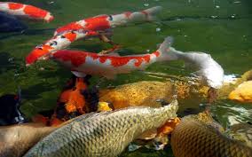 Ikan mas bertelur sampai dengan ribuan. 11 Hewan Pembawa Keberuntungan Tokopedia Blog