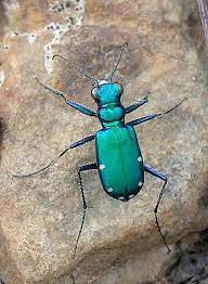 Six Spotted Tiger Beetle Cicindela Sexguttata Beetle Bugs And Insects Beautiful Bugs