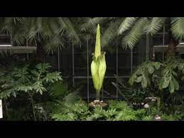 Live Stream Three Corpse Flowers Set To Bloom At Us Botanic Garden Corpse Flower United States Botanic Garden Botanical Gardens