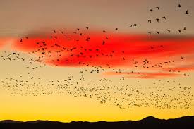 Image result for Photedes morrisii