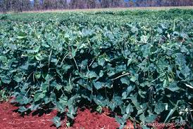 Image result for Vigna radicans