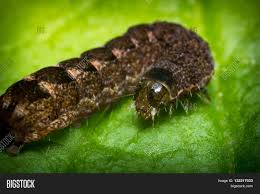 Underwig Moth Brown Image Photo Free Trial Bigstock