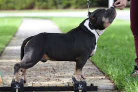 Also events, training tips and forum. News Micro Bully For Sale Extreme American Bully Venomline 2