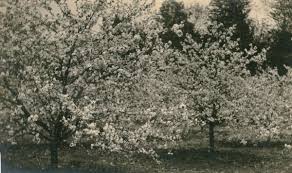 Cherry blossom trees perform best in full sunlight, but they can tolerate some shade especially in warmer climates. Cherry Trees In Bloom Photograph Wisconsin Historical Society