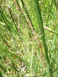 Image result for Isachne mauritiana