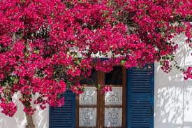 Tanaman Merambat Bougenvil Tanaman Rambat Tanaman Kebun