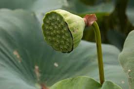 Beli bunga bugenvil online terdekat di batu berkualitas dengan harga murah terbaru 2021 di tokopedia! Lotus Adalah Bunga Tertua Di Dunia Deskripsi Bunga Teratai Dan Foto Deskripsi Tanaman Teratai