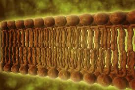 They are used for the primary isolation of viruses and production of vaccine. Cell Membrane Function And Structure