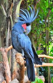 Black Birds You Can Have As Pets Black Palm Cockatoo Pet Birds Animals Colorful Birds
