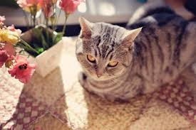 The orange pollen on their stems can cause respiratory failure if ingested, and cats can indirectly come into contact with it should they brush against it casually. Common Plants That Could Kill Your Cat The Catington Post