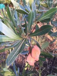 Image result for Terminalia sericea
