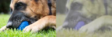 This is due to color blindness and is commonly caused by a genetic issue within the eye or, later in life, an injury or illness. Are Dogs Color Blind Side By Side Views American Kennel Club